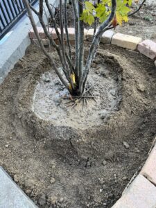 泥状になった植え穴